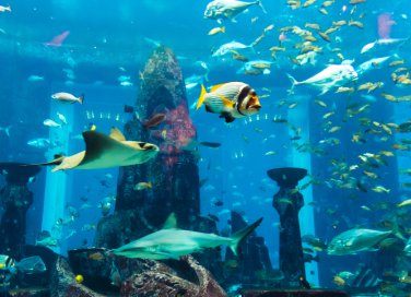 pesci tropicali fondali coralli