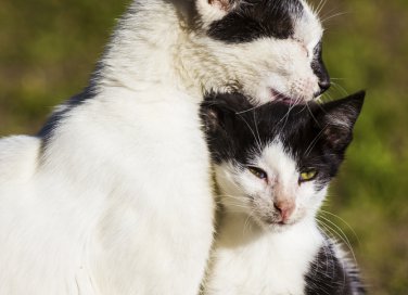 gatto toelettatura grooming benessere cura pulizia