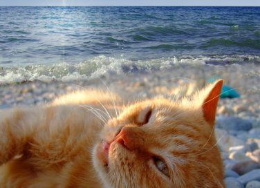 cane gatto animali vacanza preparativi regole esigenze