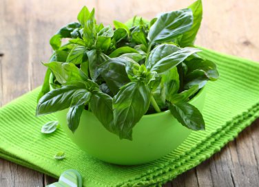 basilico-mediterraneo-pianta