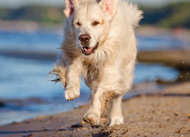 estate, abbandono, animali