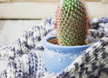 Prendersi cura delle piante e del giardino in inverno rimedi anti gelo