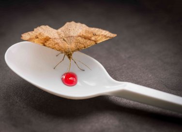 combattere le farfalline o tarme del cibo