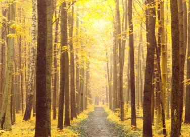 Foliage, 8 posti dove vedere lo spettacolo degli alberi a colori