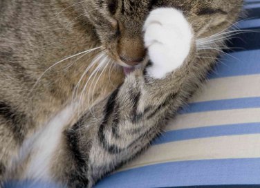 come pulire occhi gattini