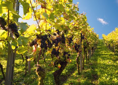 La cura dell’uva (Traubenkur): ecco i posti più belli d’Italia ed Europa