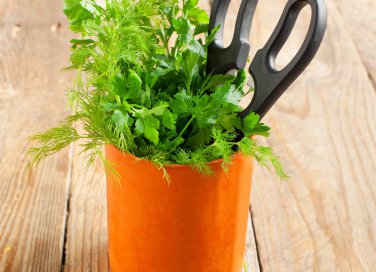 come coltivare il prezzemolo in casa