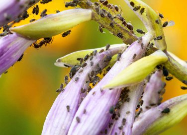 sognare i pidocchi significato