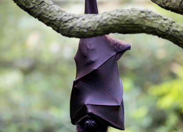 sognare pipistrelli significato