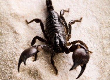 sognare scorpioni significato