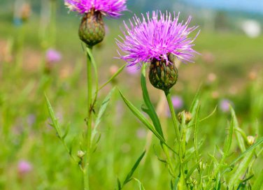 cardo mariano proprietà e controindicazioni