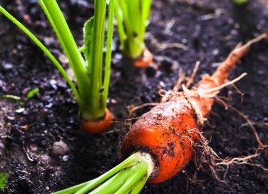 come coltivare le carote in casa
