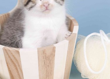 come lavare il gatto in casa