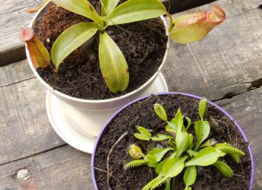 piante carnivore coltivazione