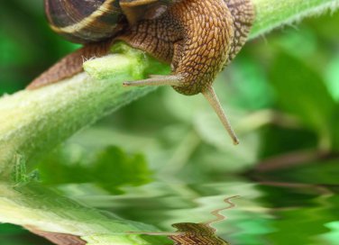 sognare lumache significato