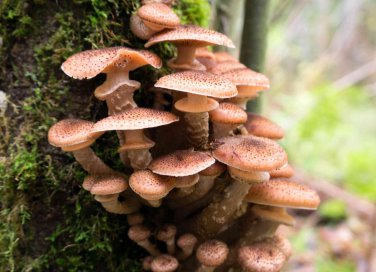 sognare funghi significato