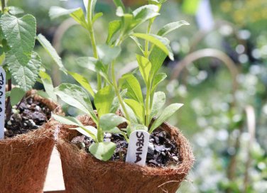 come coltivare la stevia in casa
