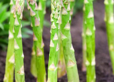 come coltivare gli asparagi
