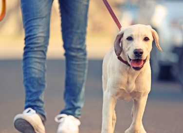 città pet friendly