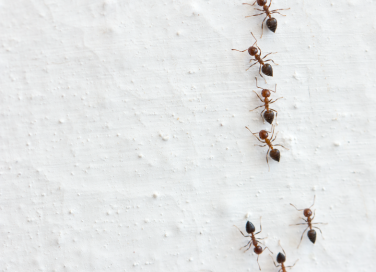 Arriva il caldo, arrivano le formiche
