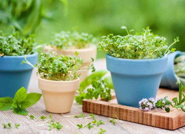 come coltivare le piante aromatiche in vaso