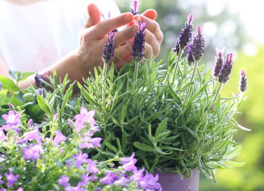 7 motivi per coltivare la lavanda