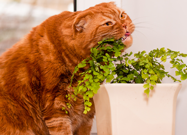 5 piante non dannose per il tuo animale domestico