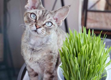 erba gatta a cosa serve ed effetti sugli animali