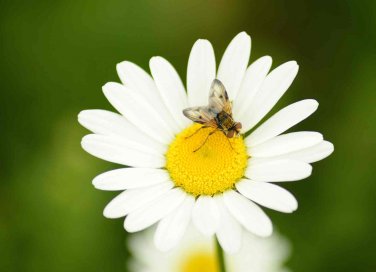 Punture di insetti rimedi tradizionali e naturali 