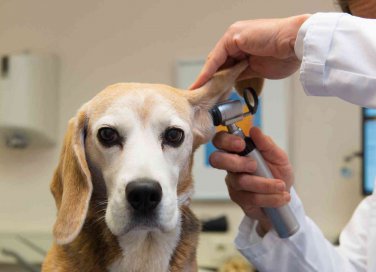 come pulire le orecchie del cane