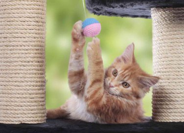 come costruire giochi per gatti
