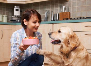 Alimentazione del cane