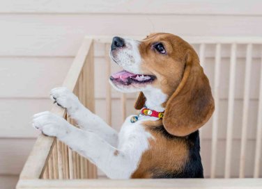 come costruire un recinto per cani