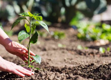 come proteggere l'orto
