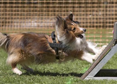 realizzare giochi intelligenti per cani