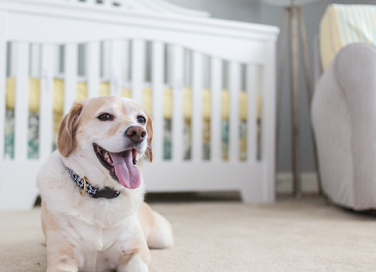 Come tenere pulita la propria casa con animali e neonati in casa