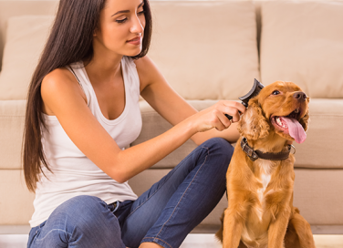 Come toelettare a casa il tuo cane