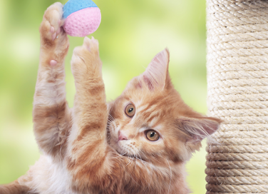 Un angolo a misura di gatto