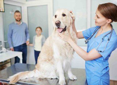 spese veterinarie detraibili 2017