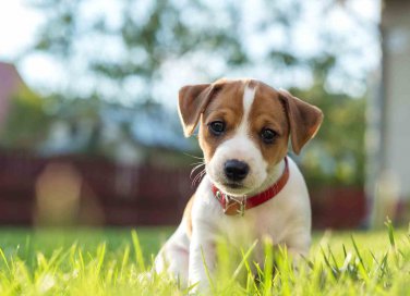 sterilizzazione cane costi convalescenza