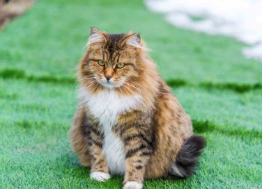 Gestazione gatti