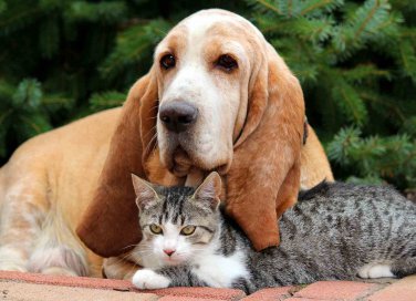 cani e gatti sentono il terremoto