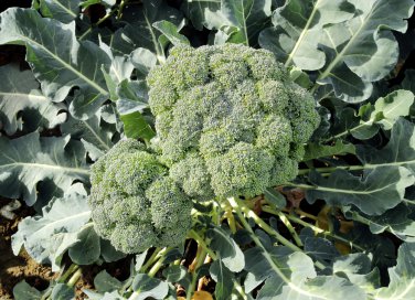 coltivare broccoli, seminare broccoli, ricette broccoli