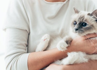 animali, rogna, gatto