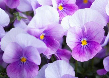 coltivare violette, coltivare viola del pensiero, coltivare viola cornuta