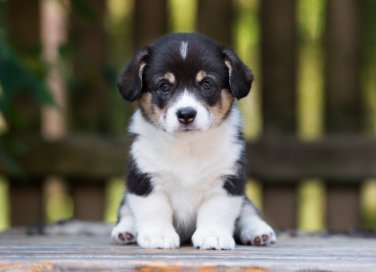 educazione canina, cucciolo, stare seduto