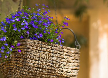 fiori primaverili, fiori da piantare maggio, fiori balcone, fiori maggio