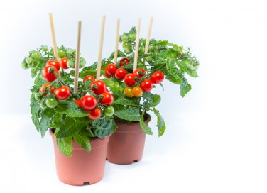coltivare pomodori ciliegini in vaso, orto balcone, pomodori ciliegini coltivazione