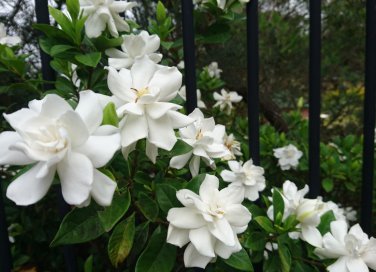 coltivare gardenia, gardenia foglie gialle