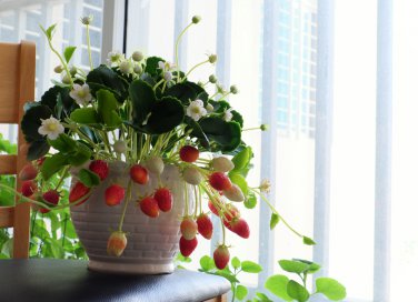 coltivare fragole vaso